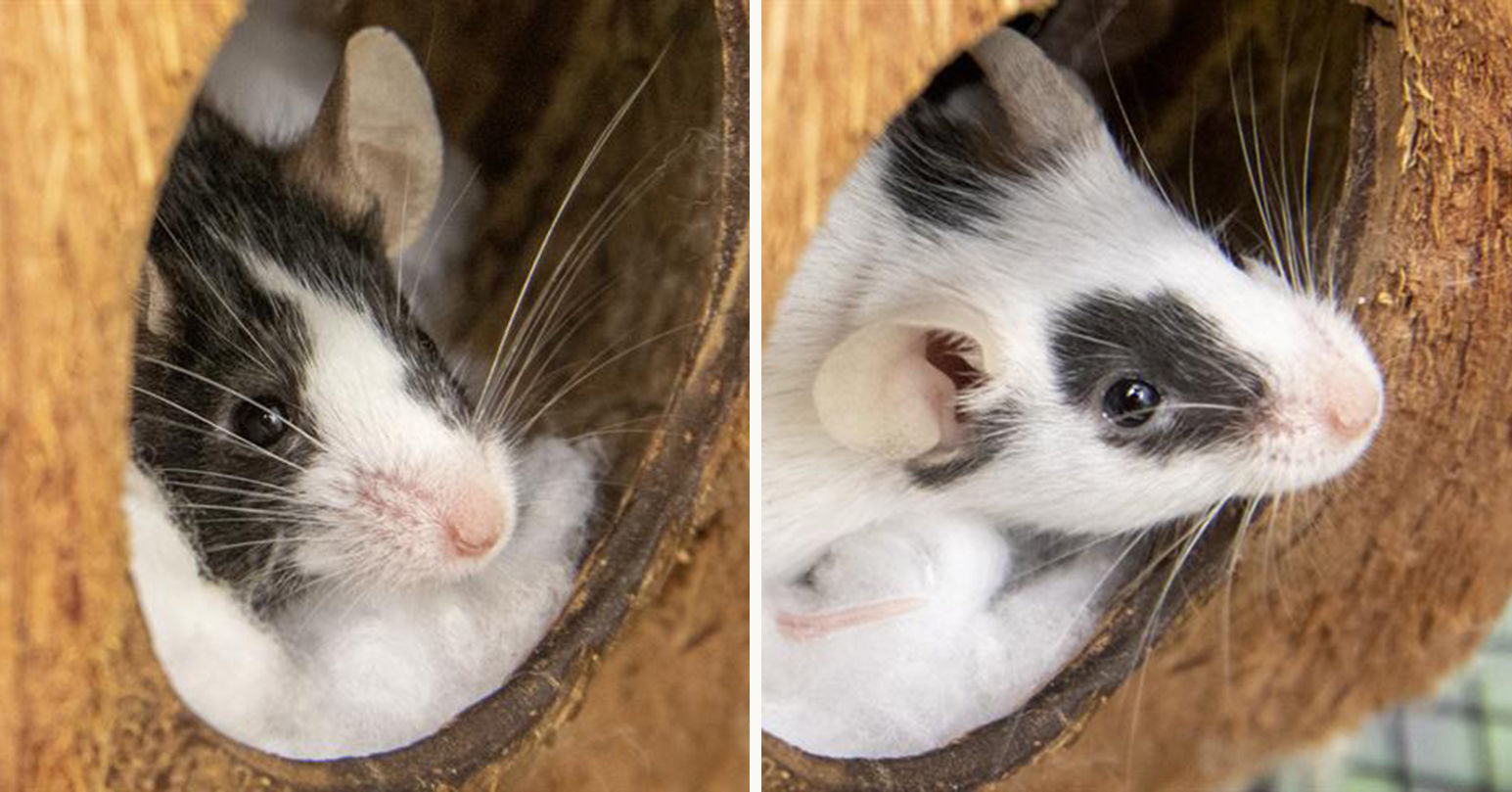 Pets of the Week: Minnie and Lavender